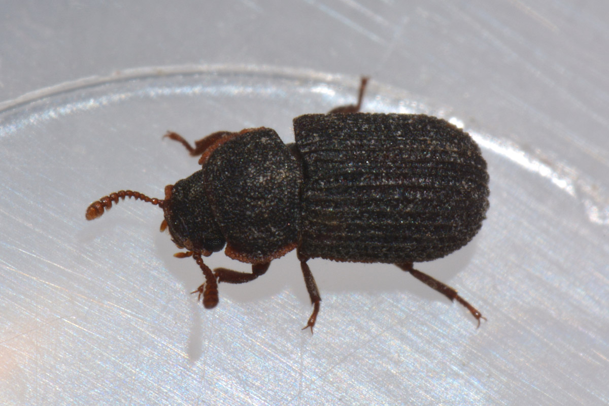 Tenebrionidae?  S !   Eledona agricola